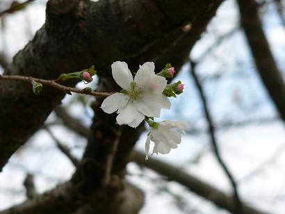 十月桜の写真