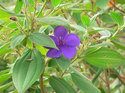 紫紺野牡丹の写真