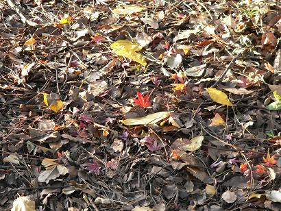 勝山公園の落葉の写真