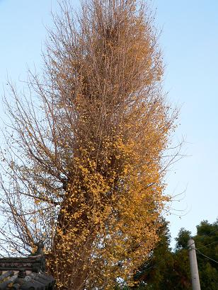 広寿山のイチョウの木の写真