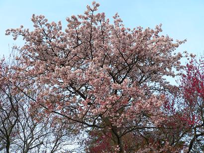 寒桜の写真